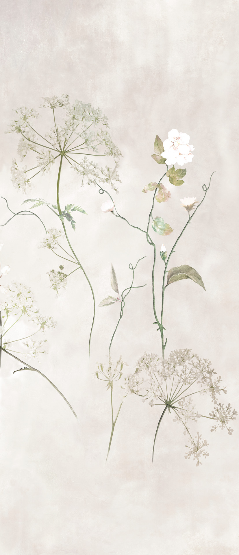 Ragno Maiora_Concrete Effect - Maiora_Concrete Effect – R9JX 278.00x120.00cm-main-image